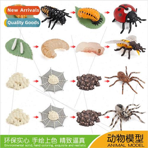 Insect Growth Cycle Ornament Spider 7 Star Ladybug Tarantula