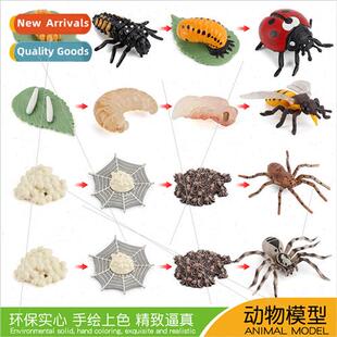 Insect Growth Cycle Ornament Spider 7 Star Ladybug Tarantula