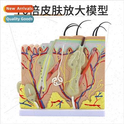 70 times enlarged human skin tissue structure anatomical mod