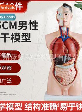 Male torso model human torso anatomy wh viscera model human