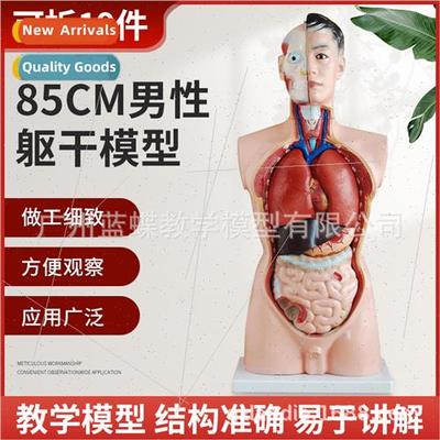 Male torso model human torso anatomy wh viscera model human