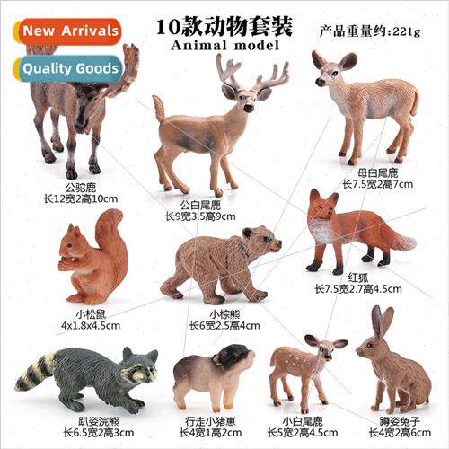 Forest wildlife male moose rabb raccoon whe-tailed deer squi
