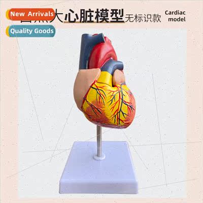 Natural large heart anatomical model B ultrasound color ultr