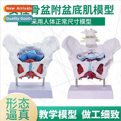 Female Pelvic Model wh Pelvic Floor Muscle Model Uterus Peri