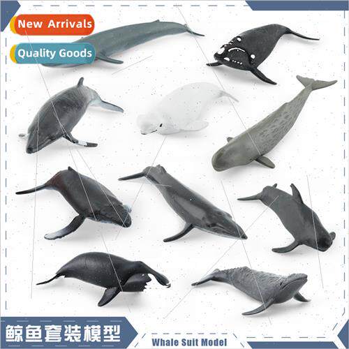 Model Bryde Whale Right Whale Beluga Whale Sperm Whale Set O
