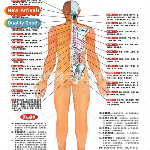 Schematic diagram relationship between spinal segmental nerv
