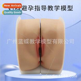 Female Reproductive Model Cervix Uterus Vagina Ovary Gynecol