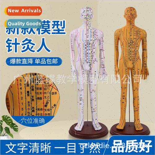 52CM ultra-clear human meridian point model acupuncture copp