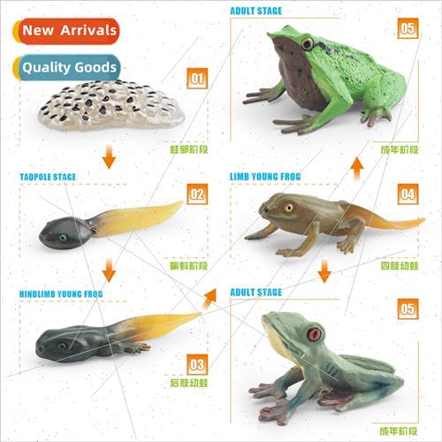 Children Early Learning Cognive Red Darwin Frog Tree Frog Gr