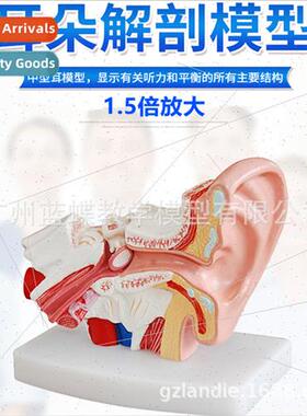 Desktop ear anatomical model human ear model 1.5 times magni