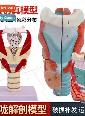 Anatomy throat pharyngeal model 2x magnification specimen la