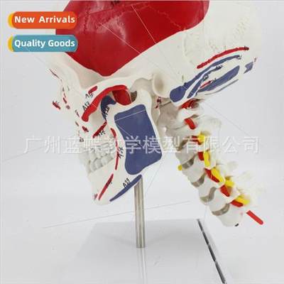 Color skull skull wh cervical vertebrae occipal bone cranial