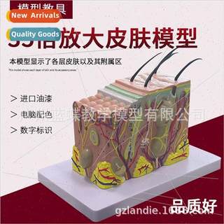 35x magnification skin model Skin structure magnification mo