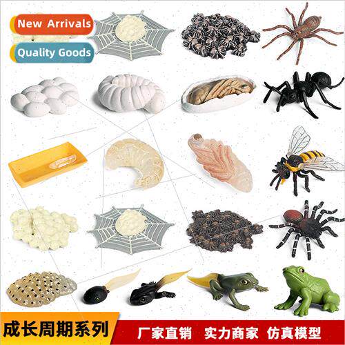 Animal Model Ornament Growth Cycle Bee Turtle Spider Frog Bu