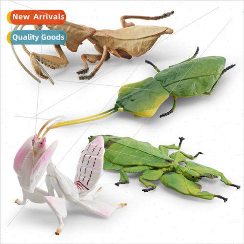 Sphynx Leafback Mantis Dead Leaf Mantis Giant Leaf? Orchid