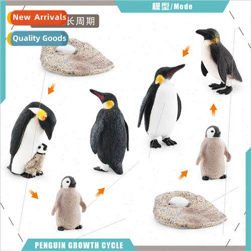 Penguin growth cycle model children science education back p