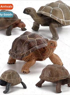 Children lturtle model elephant turtle grass turtle static t