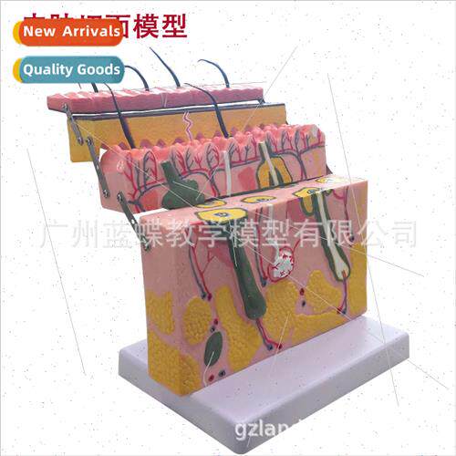 Skin model skin structure enlargement model hierarchical str