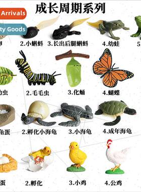animal model toys butterfly rooster turtle growth cycle poul