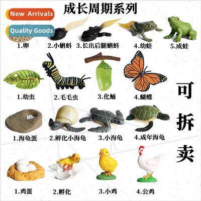 animal model toys butterfly rooster turtle growth cycle poul