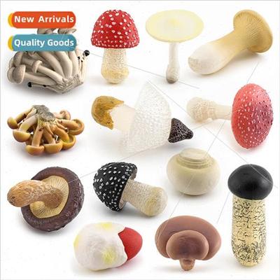 Fungi mushroom model shiake whe poisonous gooseberry mushroo