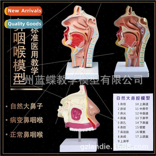 Human Nasal Oral Pharyngeal Anatomical Model Nasal cavy phar