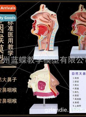 Human Nasal Oral Pharyngeal Anatomical Model Nasal cavy phar