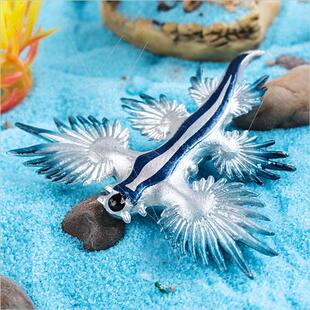 Cognive solid marine life Atlantic blue dragon mini sea slug