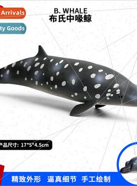 model toys whale shark Bryde medium beaked whale undersea cr