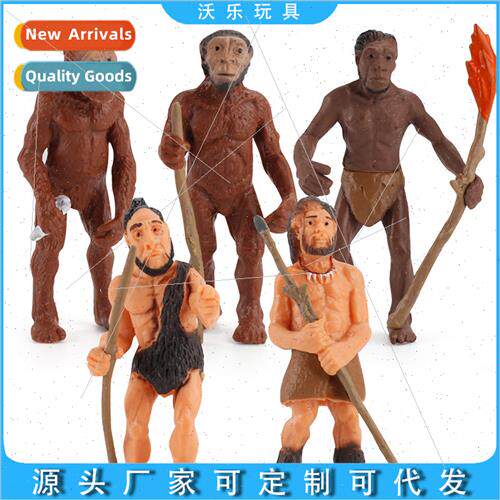 Primive model human evolution history mankind apes can human