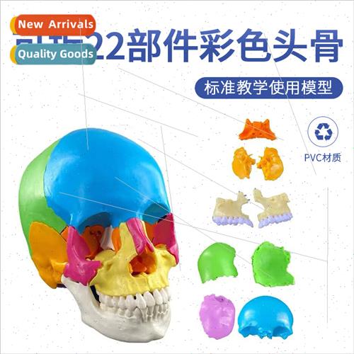 Colorful Decomposable Skull Bone Insert Cranial Model Detach