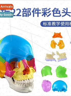 Colorful Decomposable Skull Bone Insert Cranial Model Detach