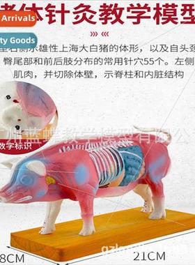 Porcine body acupuncture point model Pig anatomy model Veter