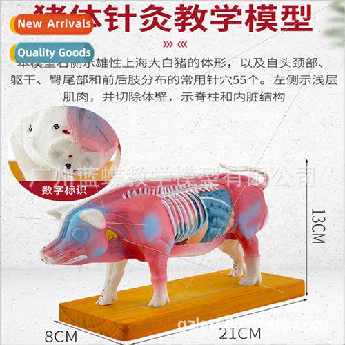 Porcine body acupuncture point model Pig anatomy model Veter