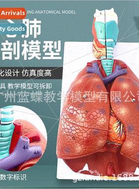 Natural large human throat heart lung model human respirator