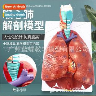 Natural large human throat heart lung model human respirator