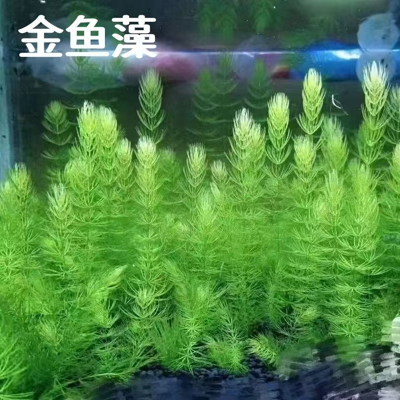 真草金鱼藻水草鱼缸造景净化水质水培增氧新手植物懒人阴性后景草