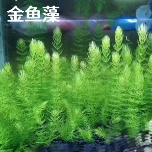 真草金鱼藻水草鱼缸造景净化水质水培增氧新手植物懒人阴性后景草