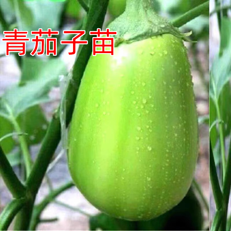 四季青茄子苗秧苗抗病高产蔬菜苗