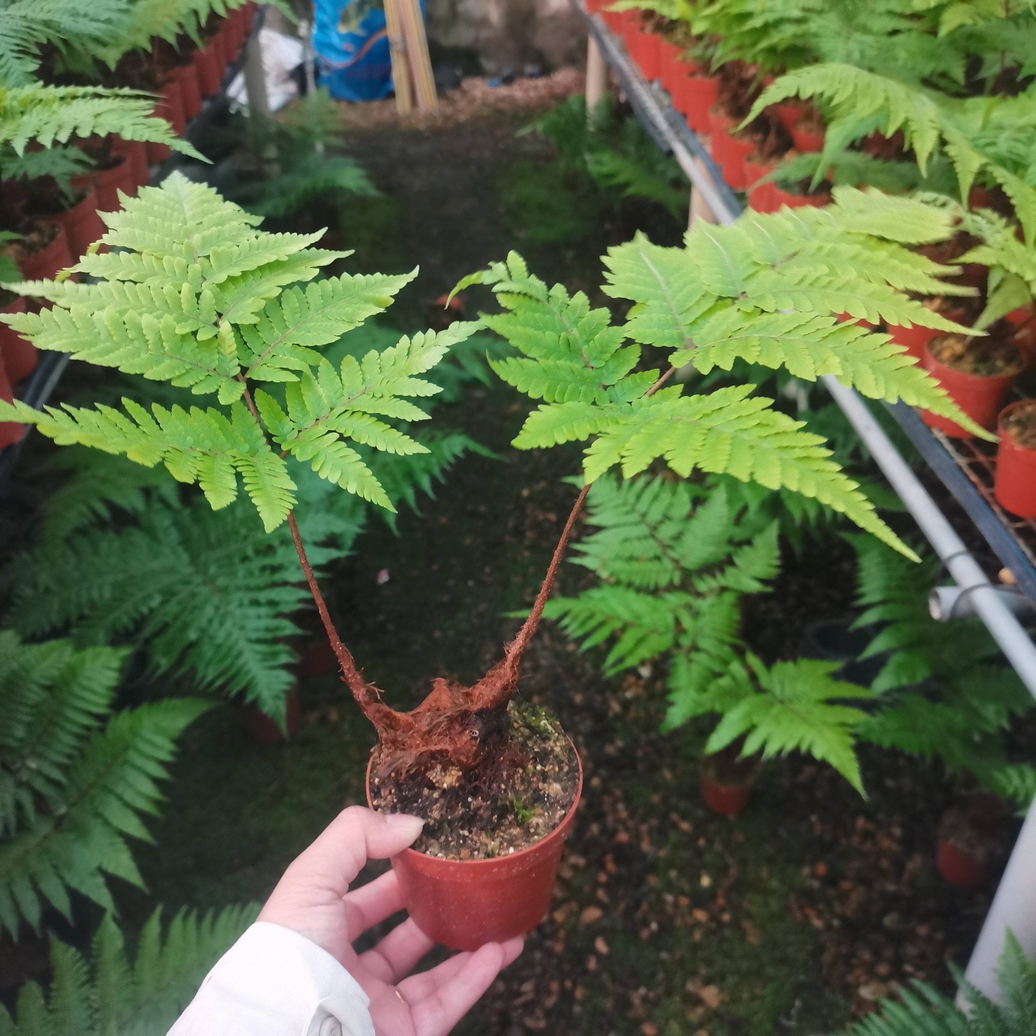 红磷蕨盆栽室内客厅办公桌面上趣味可爱小绿植害羞草四季好养花卉