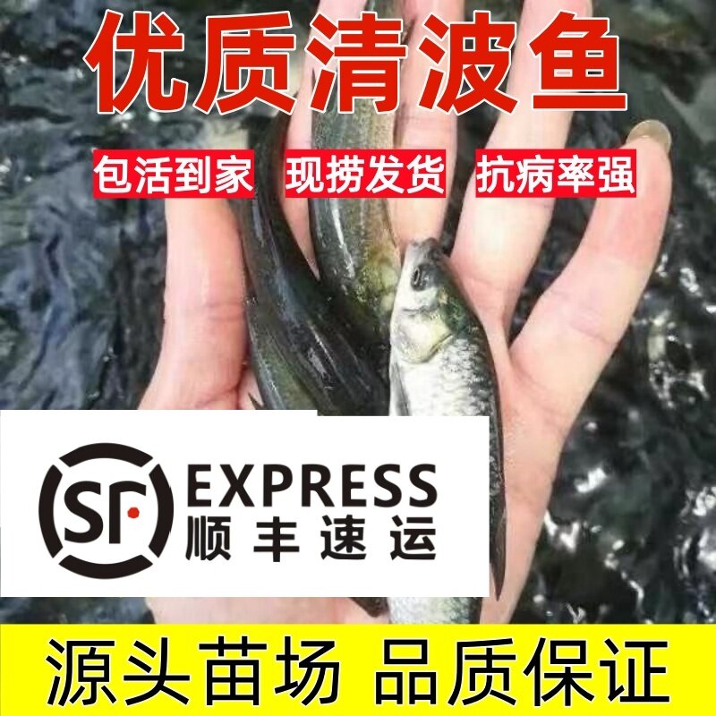 顺丰中通包邮优质清波鱼苗特大清波鱼苗特大冷水淡水养殖包活到手