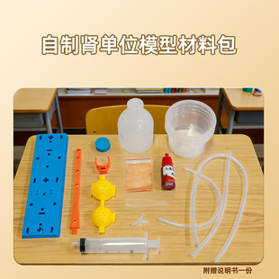 科学小实验diy肾单位模型肾过滤科技小制作模拟尿液形成过程材料