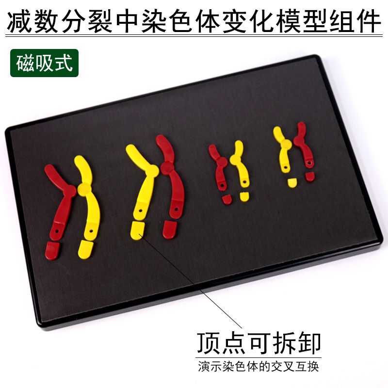 减数分裂中染色体变化模型组件磁吸式磁贴高中生物实验器材教学仪