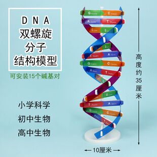 学生用DNA分子双螺旋结构模型生物教具学具摆件DIY自制作材料包小
