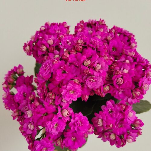 长寿花【紫蒂娜】110盆带花苞四季开花