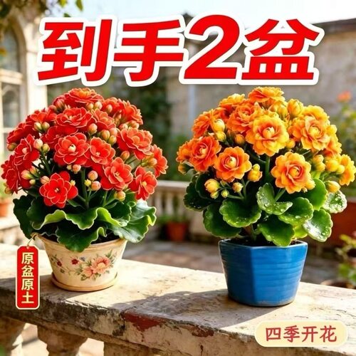 长寿花福利款复色大花原盆原土带花苞（80规格）小盆