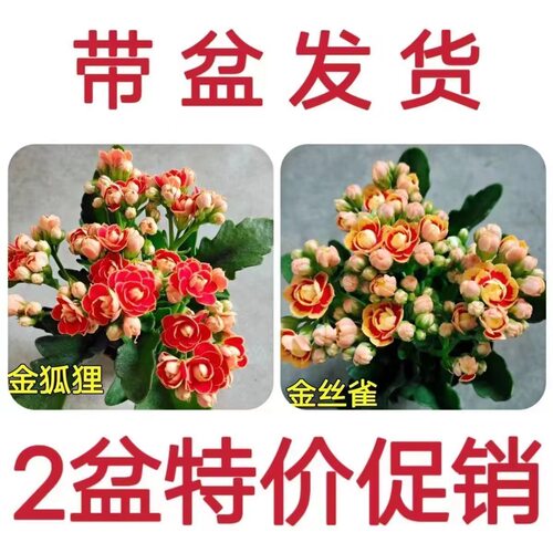 长寿花原盆原土带花苞阳台盆栽花卉（80规格小盆）