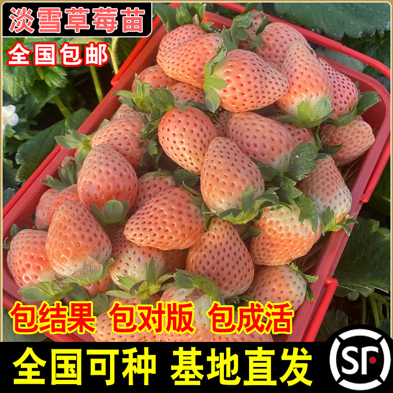淡雪草莓苗原盆原土粉色草莓秧苗南北方四季阳台大棚种植盆栽地栽