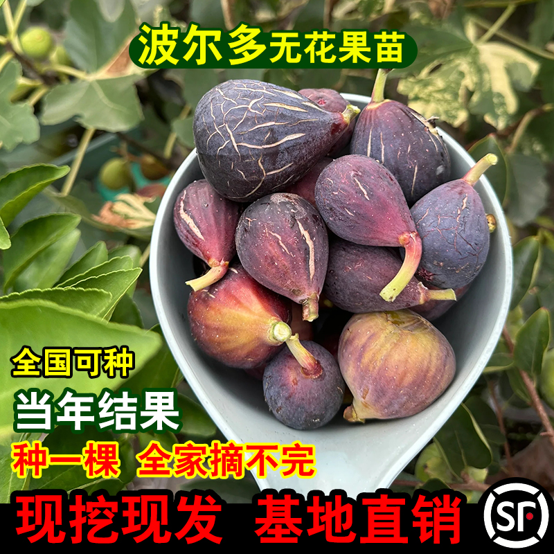 无花果树苗大果盆栽地栽波尔多红皮南北方四季耐寒庭院种植果树苗