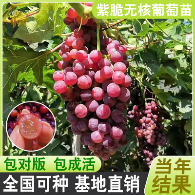 嫁接无核葡萄果树苗当年结果晚熟